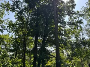 Prodej lesa, Bolehošť, 3558 m2