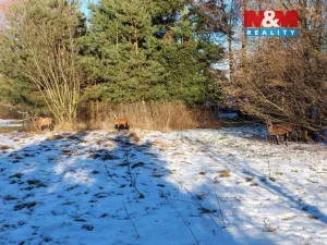 Prodej zahrady, Kořenice - Chotouchov, 1052 m2