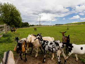 Prodej chaty, Litíč, 60 m2