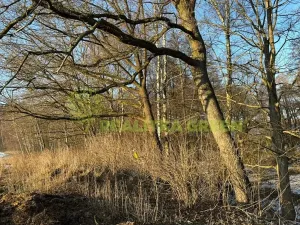 Prodej lesa, Světlá nad Sázavou, 48055 m2