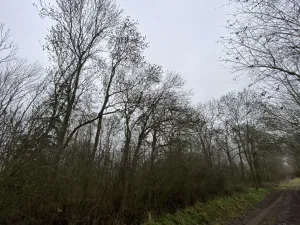 Prodej lesa, Městečko Trnávka - Lázy, 856 m2