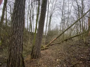 Prodej lesa, Městečko Trnávka - Lázy, 856 m2