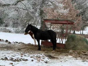 Prodej rodinného domu, Frymburk, 1140 m2