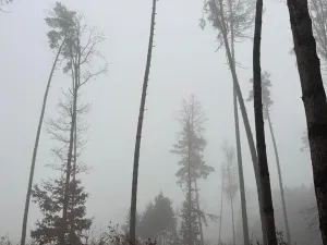 Prodej podílu lesa, Vlastec, 2339 m2