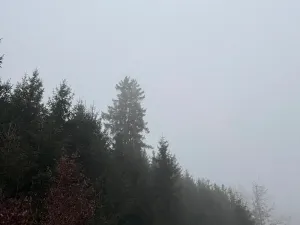 Prodej podílu lesa, Vlastec, 2339 m2