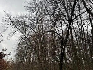 Prodej lesa, Čejkovice, 8895 m2