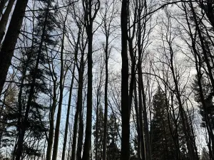 Prodej podílu lesa, Halenkov, 1840 m2