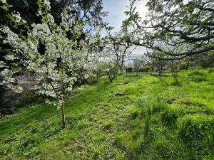 Pronájem rodinného domu, Olomouc - Droždín, Jesenická, 80 m2