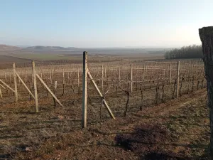 Prodej sadu/vinice, Novosedly, 10093 m2