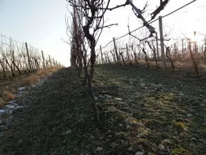 Prodej sadu/vinice, Novosedly, 10093 m2