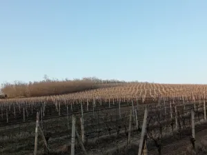 Prodej sadu/vinice, Novosedly, 10093 m2