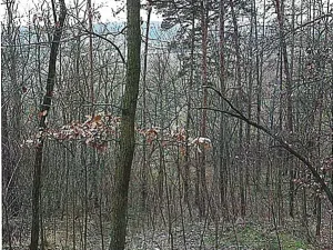 Prodej lesa, Tetčice, 1613 m2