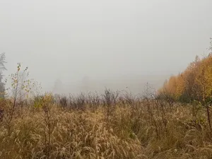 Prodej podílu lesa, Úboč, 4513 m2