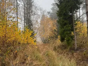 Prodej podílu lesa, Úboč, 4513 m2