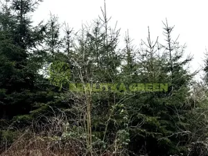 Prodej lesa, Konice, 3343 m2