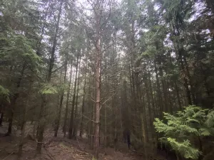 Prodej lesa, Městečko Trnávka - Lázy, 32904 m2