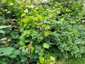 Pronájem bytu 2+kk, Domažlice, náměstí Míru, 69 m2