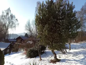 Prodej zahrady, Desná, Sokolská, 775 m2