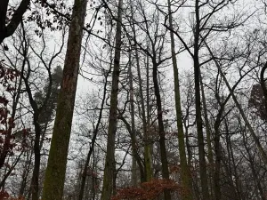 Prodej lesa, Citonice, 1777 m2