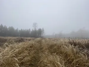 Prodej lesa, Městečko Trnávka - Lázy, 32904 m2