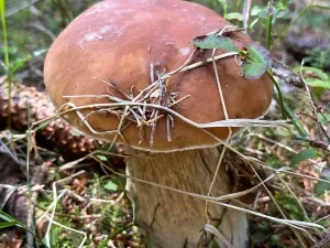 Prodej bytu 1+1, Janov nad Nisou - Hrabětice, 21 m2