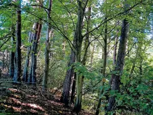 Prodej lesa, Dolní Vilémovice, 5435 m2