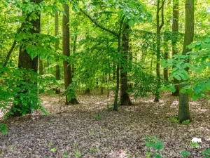 Prodej lesa, Petrov, 6490 m2