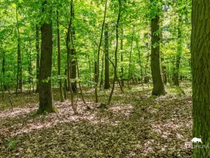 Prodej lesa, Petrov, 6490 m2