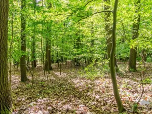 Prodej lesa, Petrov, 6490 m2