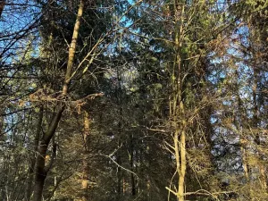 Prodej lesa, Poleň, 11901 m2