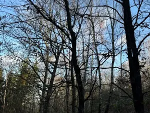 Prodej lesa, Poleň, 11901 m2