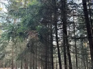 Prodej lesa, Poleň, 11901 m2