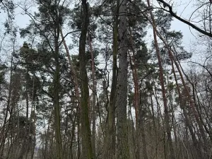 Prodej lesa, Týnec nad Labem, 7079 m2