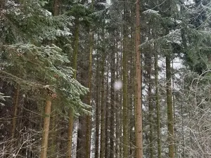 Prodej lesa, Velké Losiny, 7690 m2