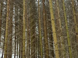 Prodej lesa, Velké Losiny, 7690 m2