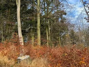 Prodej lesa, Ludmírov, 9585 m2