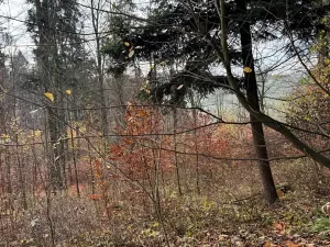 Prodej lesa, Ludmírov, 9585 m2