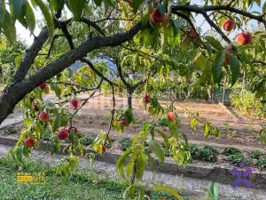 Prodej zahrady, Zlín - Malenovice, 320 m2