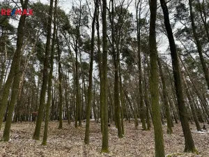 Prodej lesa, Ostřetín, 21595 m2