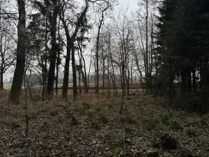 Prodej lesa, Předslav, 6263 m2