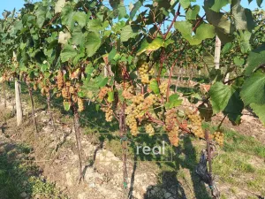 Prodej pozemku, Mutěnice, 3399 m2