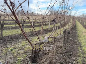 Prodej pozemku, Mutěnice, 3399 m2