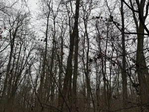 Prodej podílu lesa, Mutěnice, 1819 m2