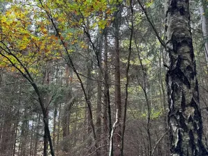 Prodej lesa, Chrášťany, 11900 m2