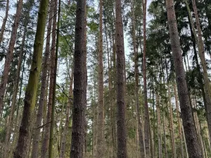 Prodej lesa, Chrášťany, 11900 m2