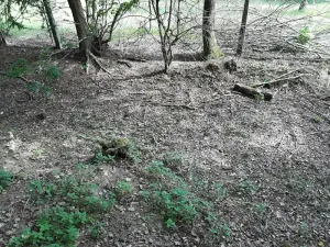 Prodej pozemku, Luby, 528 m2