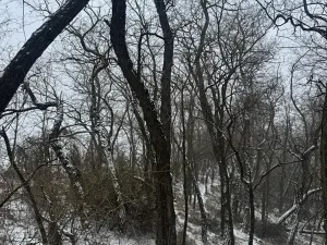 Prodej podílu lesa, Ivančice, 2330 m2