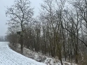 Prodej podílu lesa, Ivančice, 2330 m2