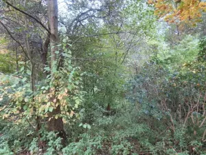 Dražba pole, Jiříkov, 2813 m2