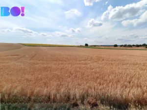 Prodej pole, Jezeřany-Maršovice, 7618 m2